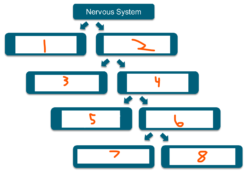 <p>Divisions of the NS:</p><ol><li><p>___ </p></li><li><p>___ </p></li><li><p>___ or ___ division</p></li><li><p>___ or ___ division</p></li><li><p>___ NS</p></li><li><p>___ NS</p></li><li><p>___ division</p></li><li><p>___ division</p></li></ol><p></p>