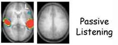 <p>visual cortex activated when reading</p><p>not listening to understand</p>