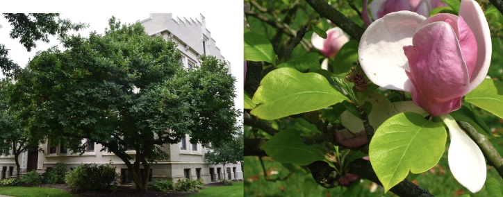 <p>Saucer Magnolia</p>