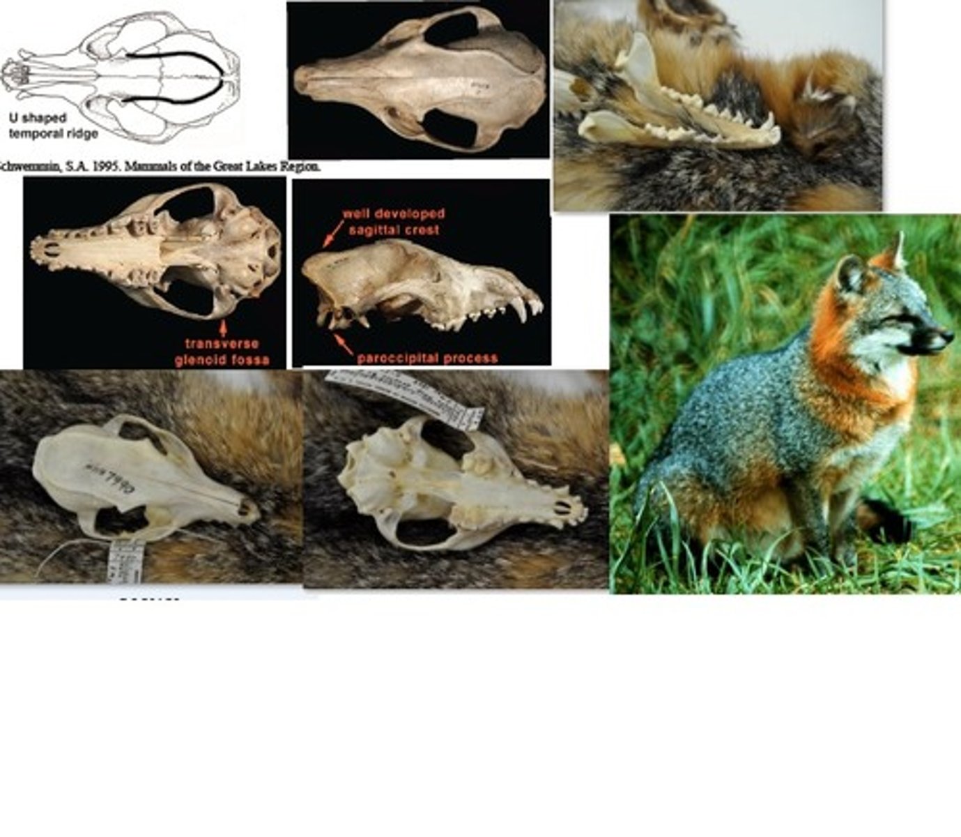<p>Northern Gray Fox</p>