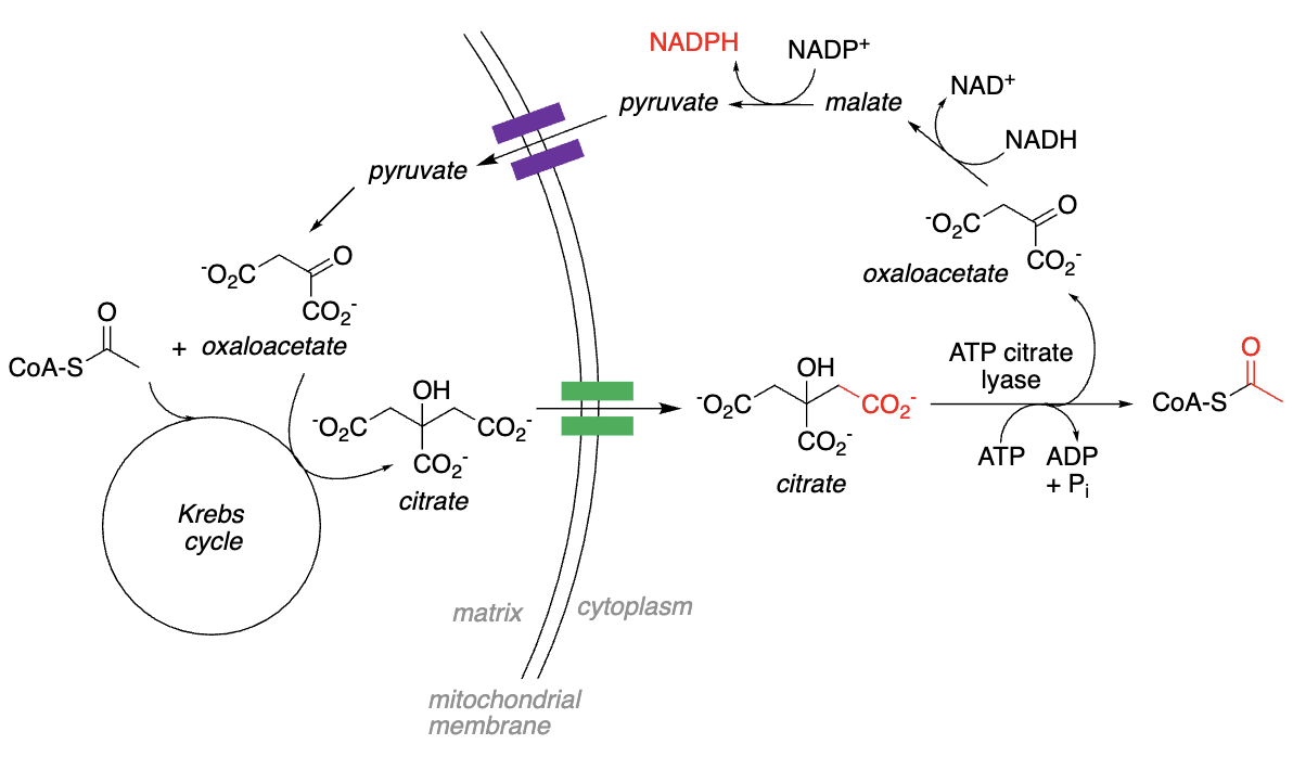 <p><strong>Transporting Acetyl-CoA out of Mitochondria:</strong></p><ul><li><p>Acetyl CoA + oxaloacetate —> citrate, which can be _________ across mitochondrial membrane</p></li><li><p>In the _________, citrate converted to acetyl- CoA + oxaloacetate</p></li><li><p>Oxaloacetate reduced by _______ to _______</p></li><li><p>Malate oxidized to _______ by _______; yields _ NADPH</p></li><li><p>Pyruvate transported back into mitochondrion, converted back to _______, etc...</p></li></ul><p></p>