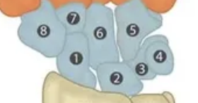 <p>list the carpal bones 1 - 8 </p>