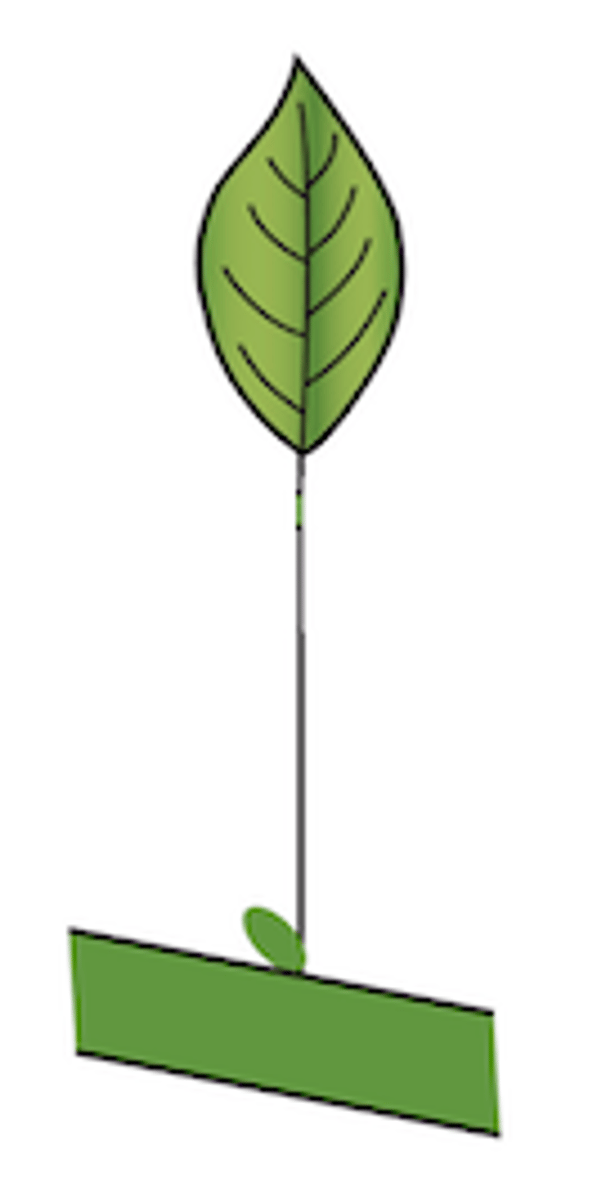 <p>Explain the type of leaf complexity this leaf possesses (simple, compound, etc.)</p>