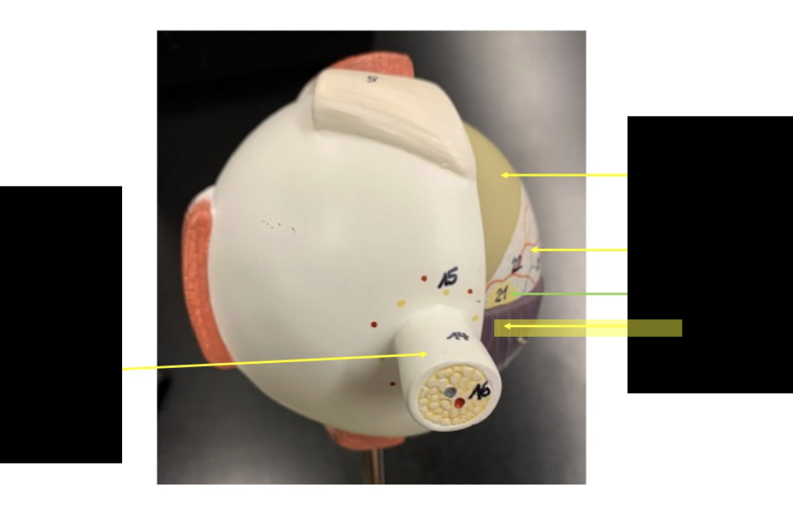 <p>what is this part of the eye?</p>