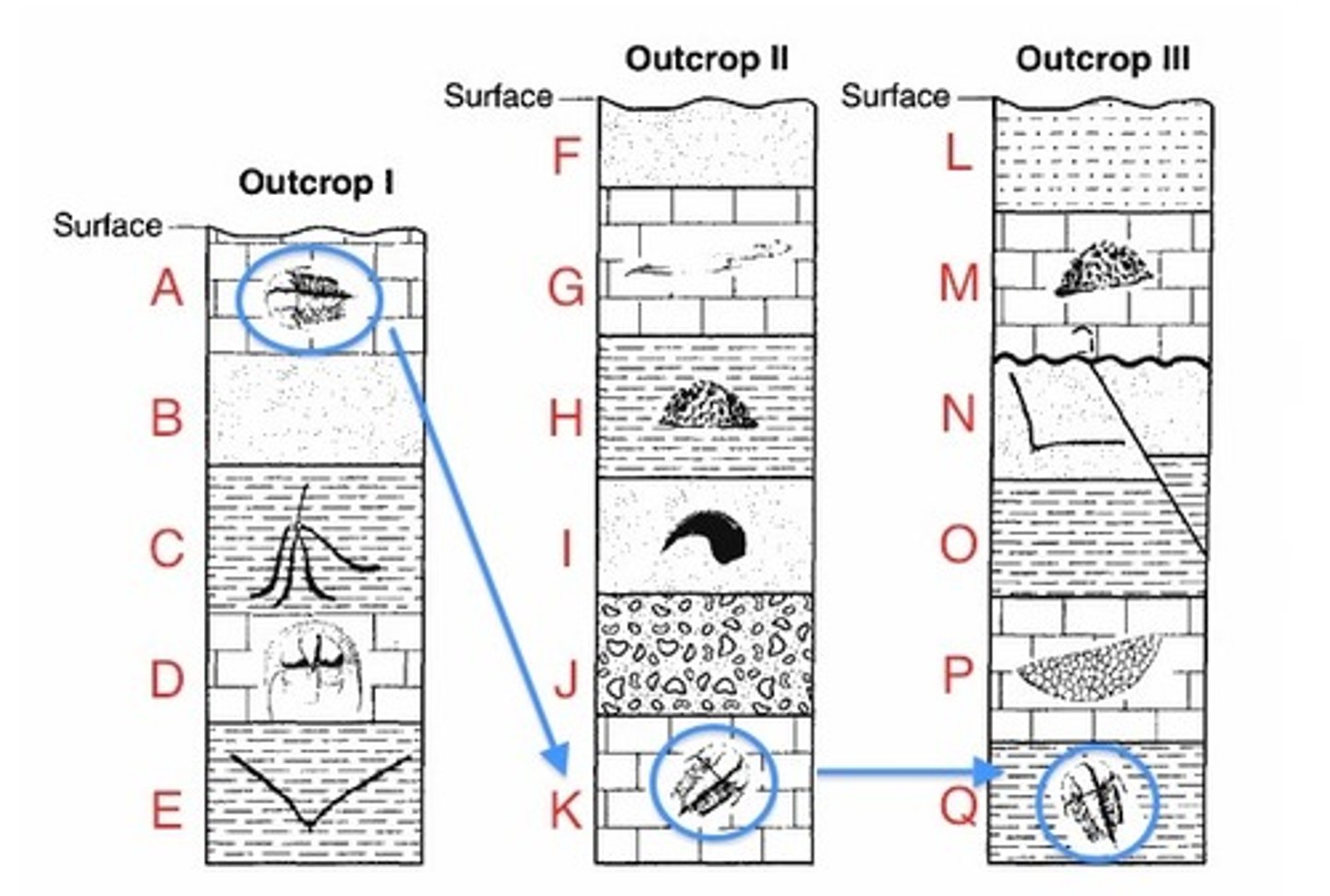 <p>Is fossil A older or younger than fossil H?</p><p>A. older, because it is found above m</p><p>B. younger, because it is found above H</p><p>C. older , because it is found below H</p><p>D. younger because is is found below H</p>