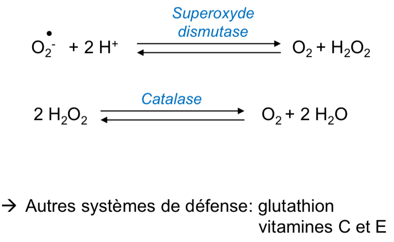 <p>Reactive Oxygen Species</p><p>cause maladies &amp; vieillissement </p><p>mais rôles importants dans signalisation (différenciation, réponse immunitaire, autophagie…)</p><p>Défense:</p>