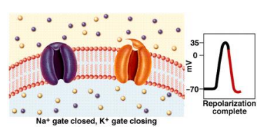 <p>• Rise and fall of action potential due to Na+ and K+</p><p>– <strong>Na+ channels rapidly open</strong>, increasing pNa and changing EM towards ENa </p><p>– Membrane potential <strong>depolarizes</strong></p><p>– Membrane potential reverses (<strong>overshoot</strong>) </p><p>– <strong>Na+ channels rapidly close</strong> (inactivate) at same time as <strong>K+ channels open </strong></p><p>– EM changes towards EK , <strong>hyperpolarized </strong>relative to membrane potential at rest</p><p>• At <strong>rest</strong>, membrane is<strong> most permeable to K+</strong> , least to Na+ </p><p>• At <strong>peak</strong>, <strong>Na+ permeability rises </strong></p><p>• Na+ channels open and close rapidly </p><p>• K+ channels take longer to open and close</p>