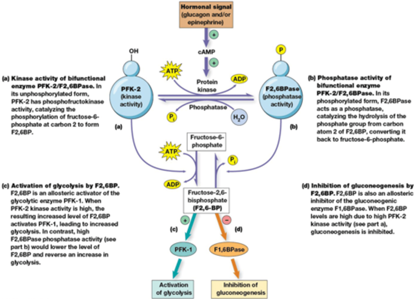 <p>[glucose] laag => [glucagon] hoog => [cAMP] in lever hoog => fosforylatie van PFK-2/FBPase-2 door PKA => activering van FBPase-2, inhibitie van PFK-2 => [F-2,6-BP] daalt => gluconeogenese overheerst</p><p>[glucose] hoog => [insulin] hoog => [cAMP] in lever laag => defosforylatie van PFK-2/FBPase-2 => activering van PFK-2, inhibitie van FBPase-2 => [F-2,6-BP] stijgt => glycolyse overheerst</p>