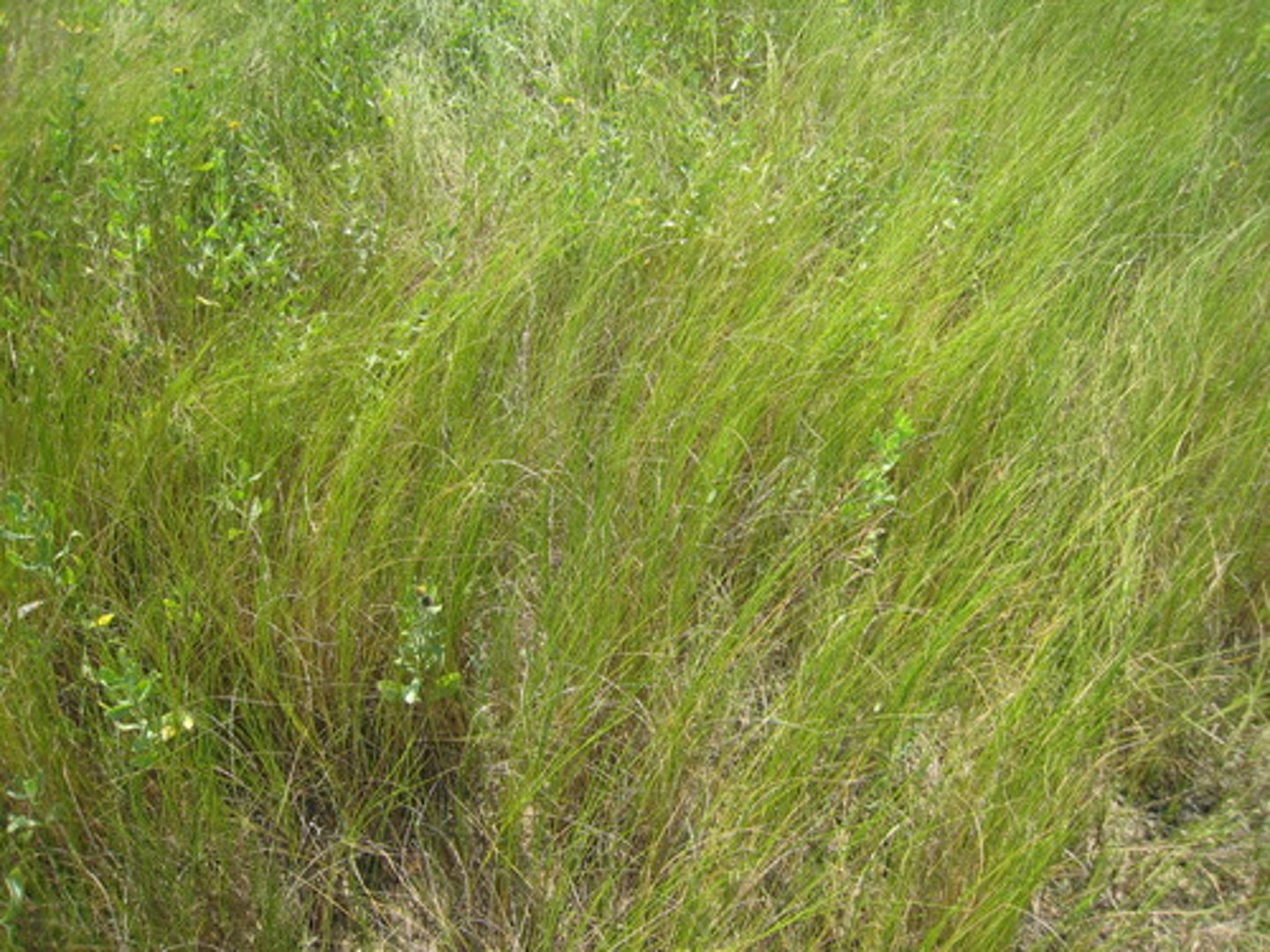 <p>Fine, wiry grass forming mats in high marsh; Sandy Hook, Cheesequake.</p>