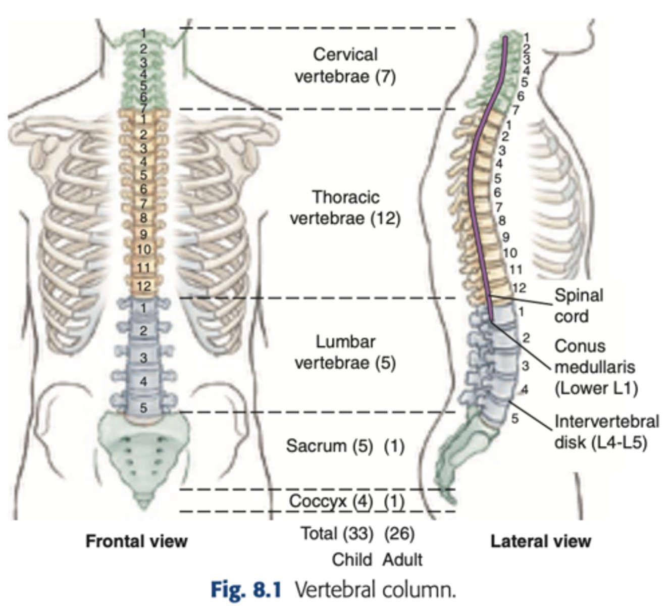 <p>The spinal cord</p>