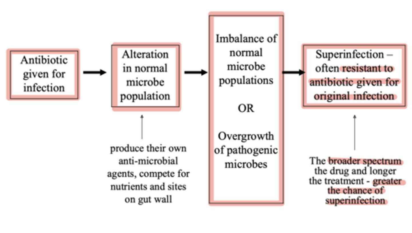 <p>appearance of a secondary infection as a result of treating a primary infection, e.g. C. difficile after Clindamycin treatment</p>