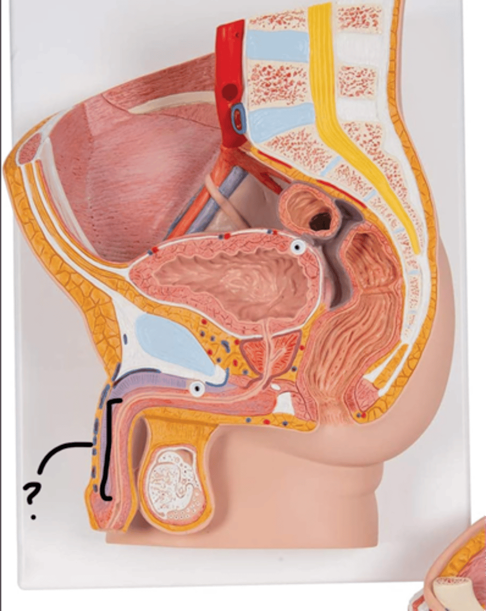 <p>name this portion of the tube</p>