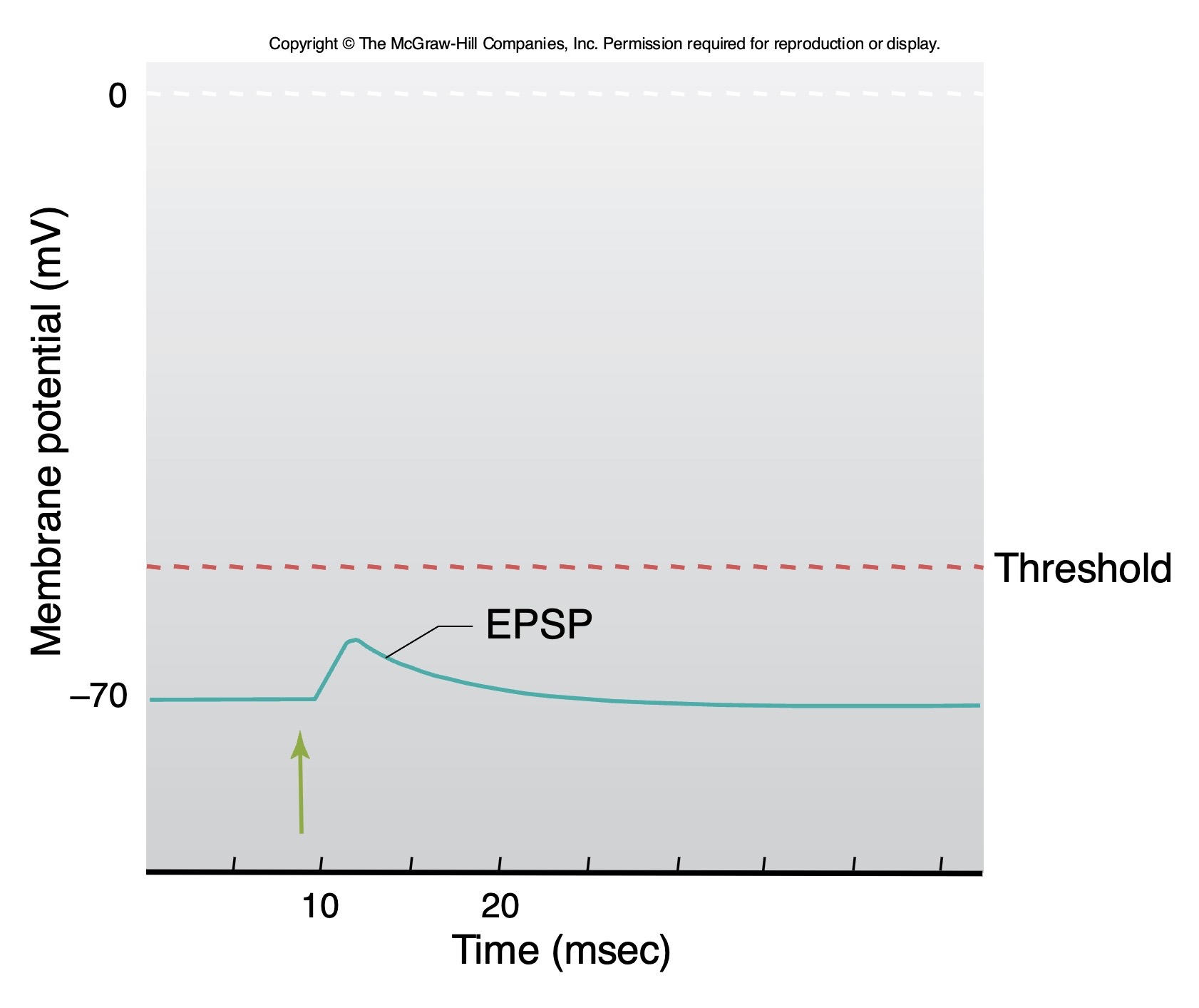 <p>excitatory  ( EPSP ) </p>