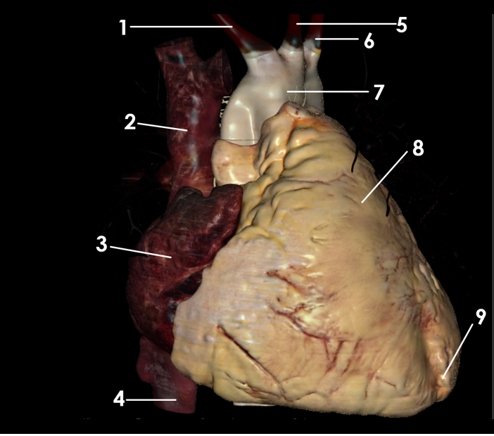 <p>7</p>