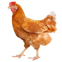 <p>Chicken</p>