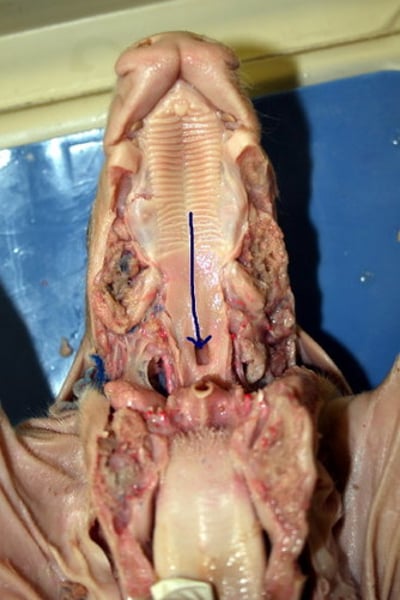 <p>throat</p>