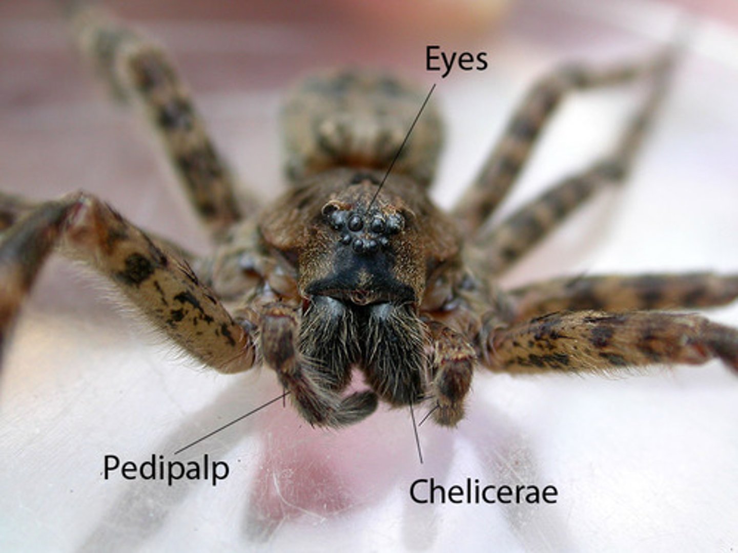 <p>The clawlike appendages for grabbing and immobilizing prey of animals in the subphylum Chelicerata (These have one or two body sections and include mites, ticks, scorpions, horshoe crabs, and arachnids).</p>