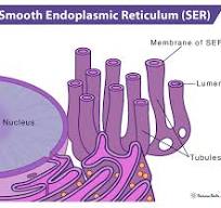 <p>smooth endoplasmic reticulum</p>