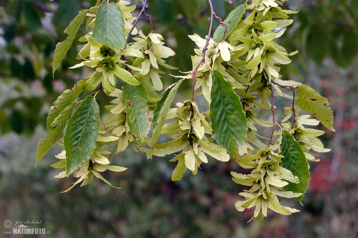 <p>habr obecný </p>