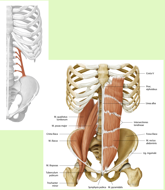<p><span><span>M. Quadratus lumborum</span></span></p>