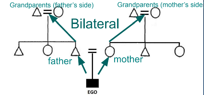 <p>What are bilateral kinship systems?</p>