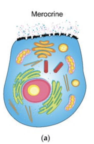<p>Type of exocrine gland that secretes substances directly into the duct by exocytosis (fusion of vesicles with the cell membrane)</p>