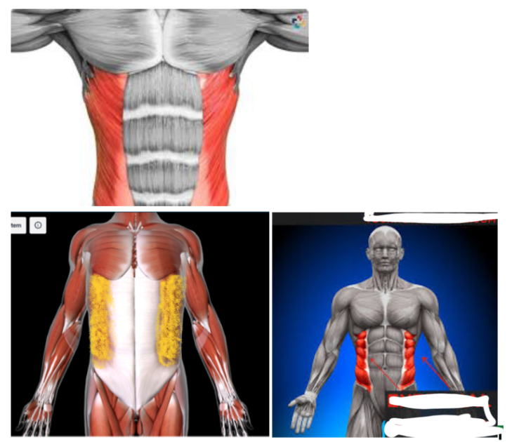 <p>Function:<strong> FLEX/ROTATE TORSO</strong></p><ul><li><p>This is SUPERIOR to the RECTUS ABDOMINIS and the other obliques</p></li><li><p>FIRST LAYER</p></li></ul><p></p>