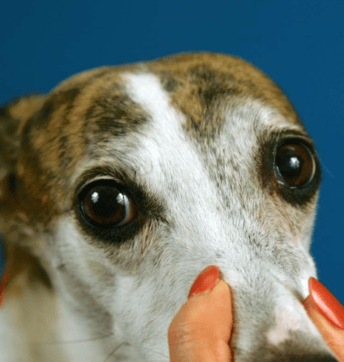 <p>when we are observing the size and symmetry of the pupil, the opening of the eyelids, and the position and movement of the eyeballs, what nerves are we evaluating?</p>