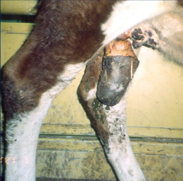 <p>What is this?</p><p>Caused by?</p><p>Dx?</p><p>Impacts?</p><p>TX?</p>