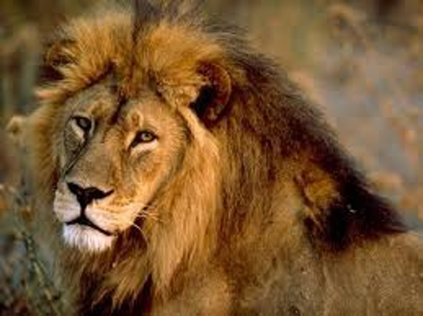 <p>lion</p>