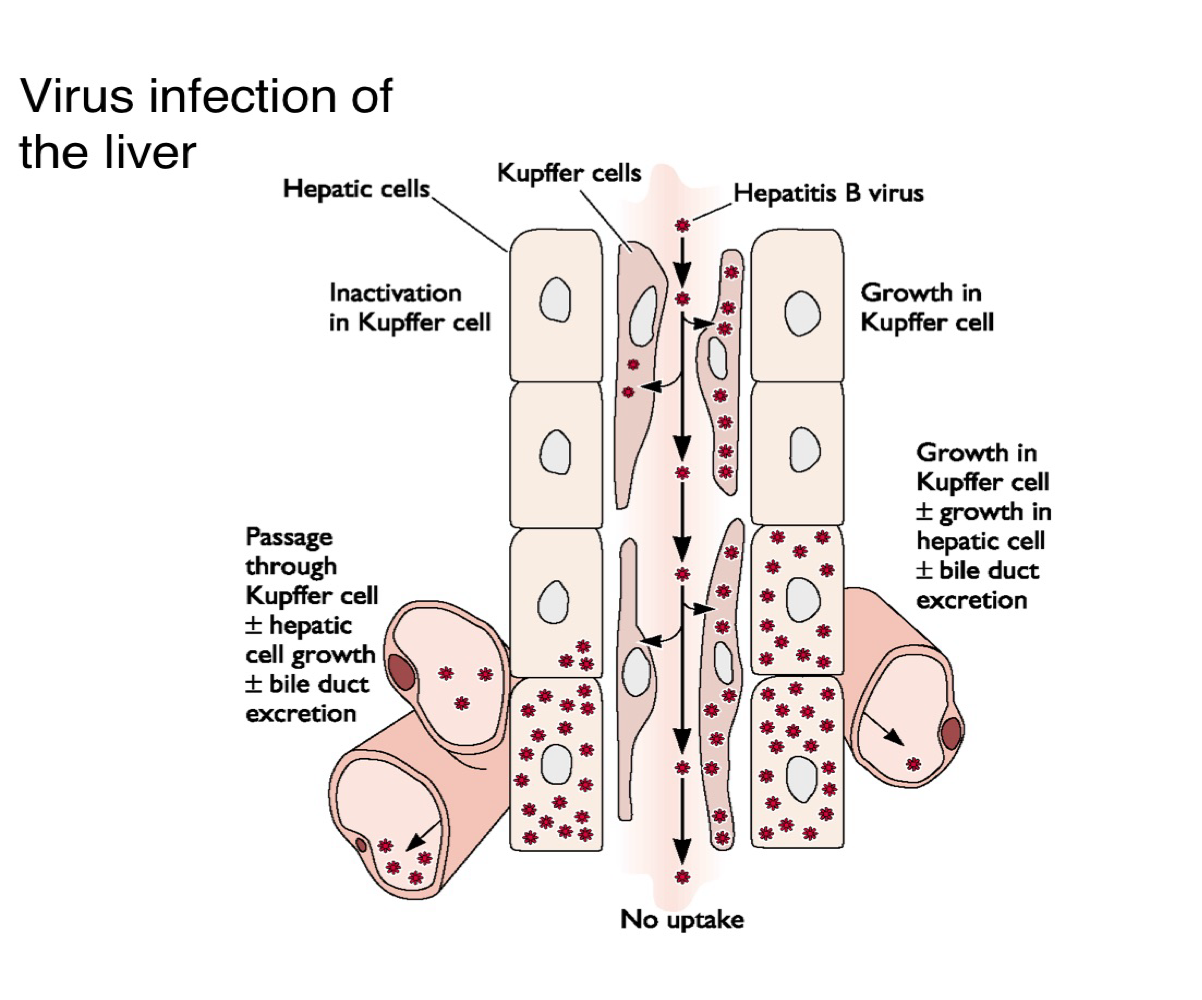 <p>What are Kupffer cells and what is their role in liver viral infection?</p>
