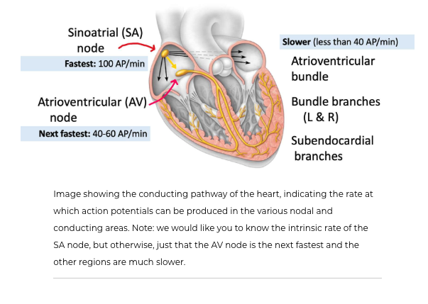 <p><span>If the SA node were to fail, the AV node could take over as the pacemaker, since it is the next fastest to create action potentials. This would then spread the action potential to the ventricles via the conducting system we studied earlier.</span></p>