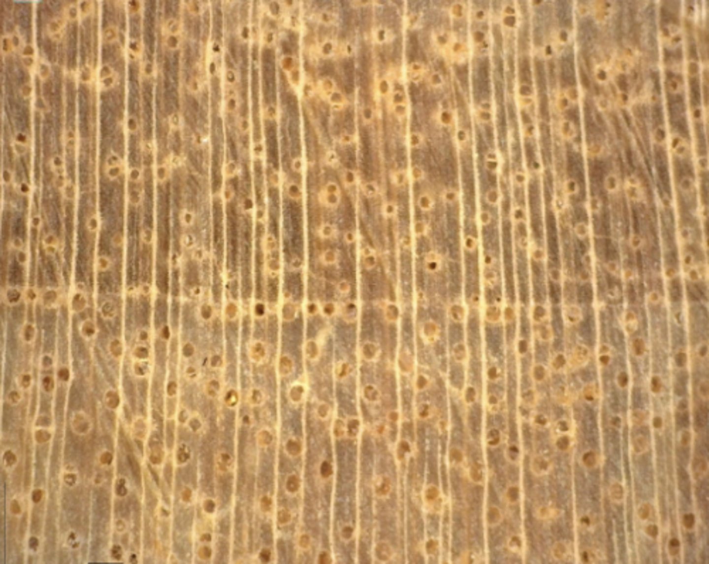 <p>Heartwood creamy whitish in color; semi-ring porous; mod. numerous, mod. small pores</p>