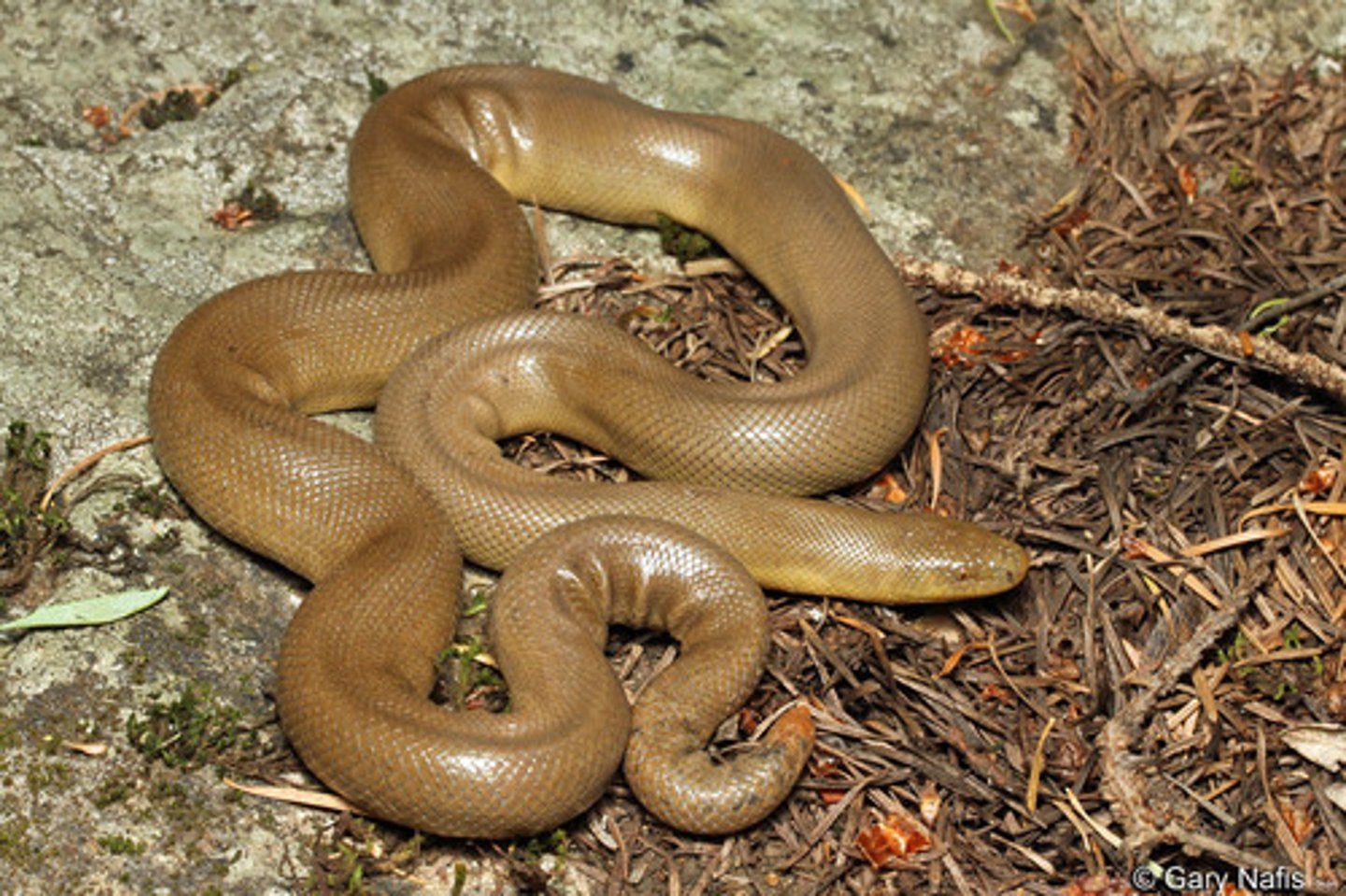 <p>Northern Rubber Boa</p>