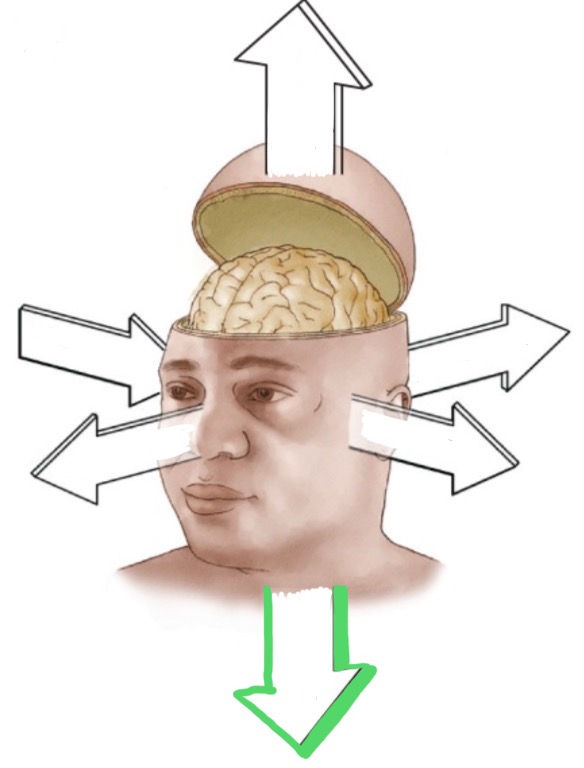 <p>Ventrally.</p>