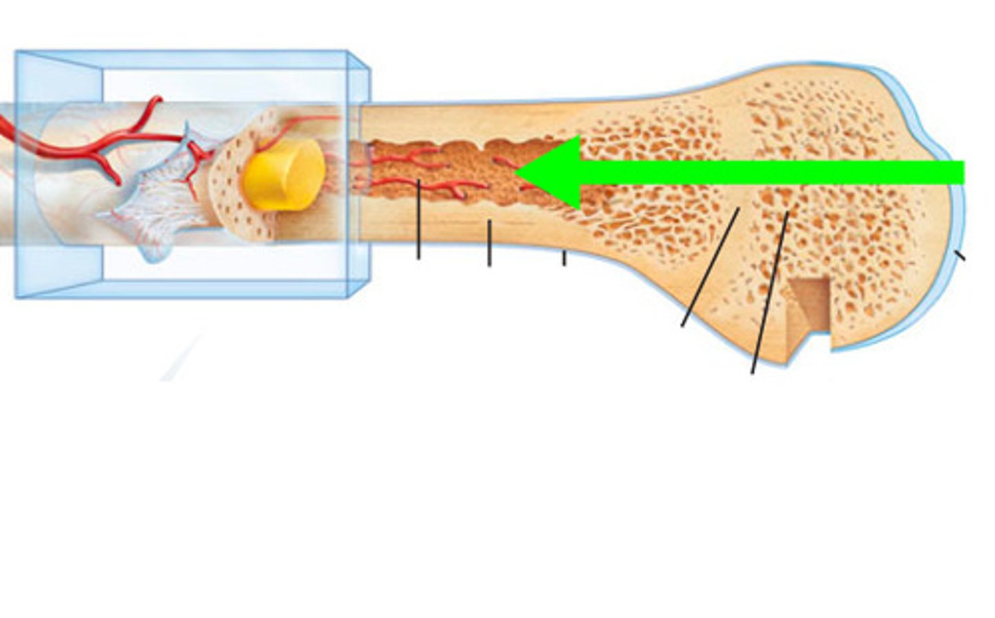 <p>cavity within the shaft of the long bones filled with yellow bone marrow (packed with adipose tissue)</p>