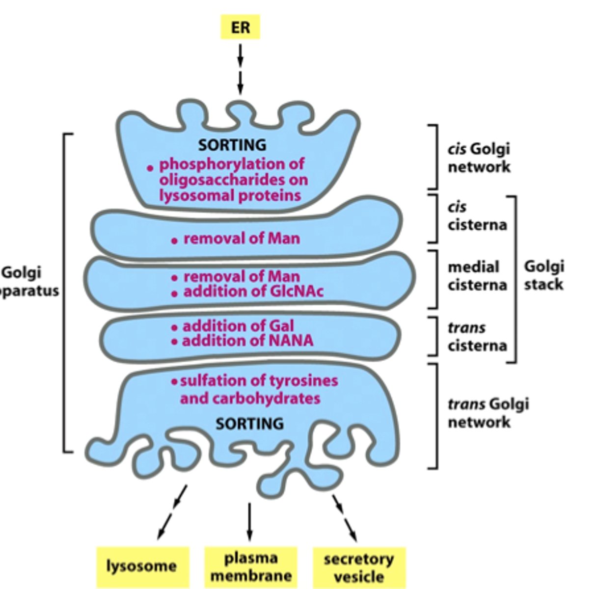<p>- receives transport vesicles from ER</p><p>- sorts: separates proteins and lipids from the ER according to their destinations</p><p>- alters: modifies molecules and makes carbs through processes like glycosylation</p><p>- packages material into vesicles that are transported to other parts of the cell</p>
