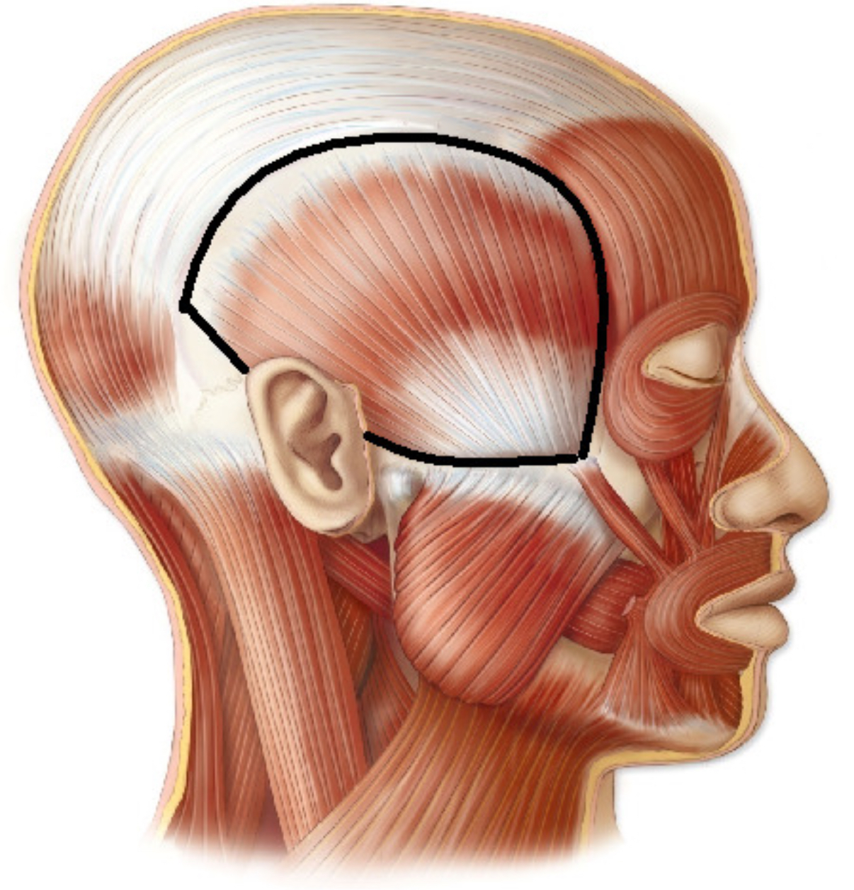 <p>what muscle is this?</p>