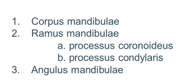 <p>Os mandibula </p>