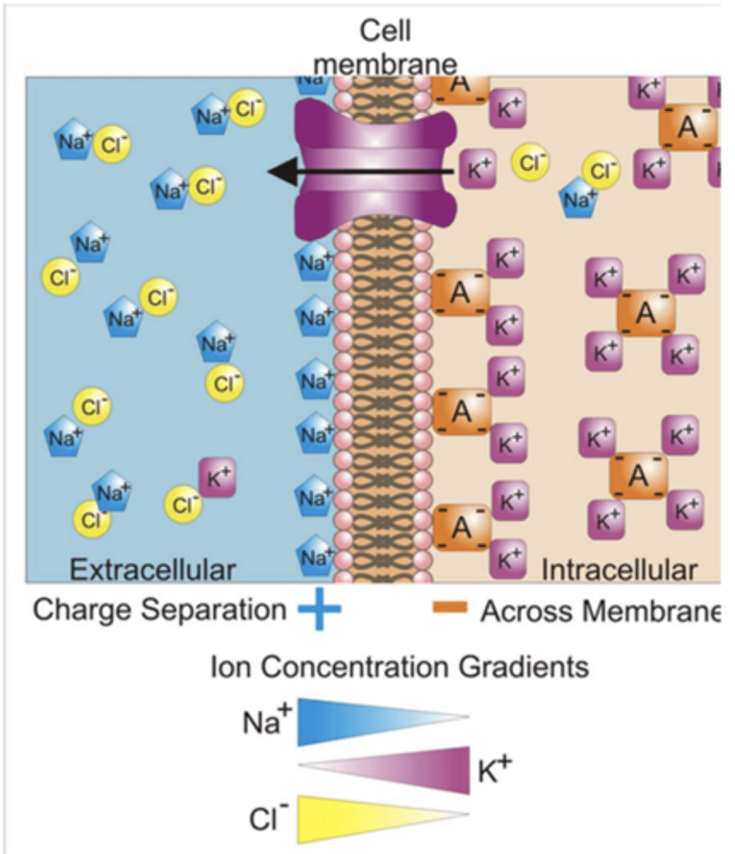 <p>neurotransmitter release in pre-synaptic nerve ending</p>