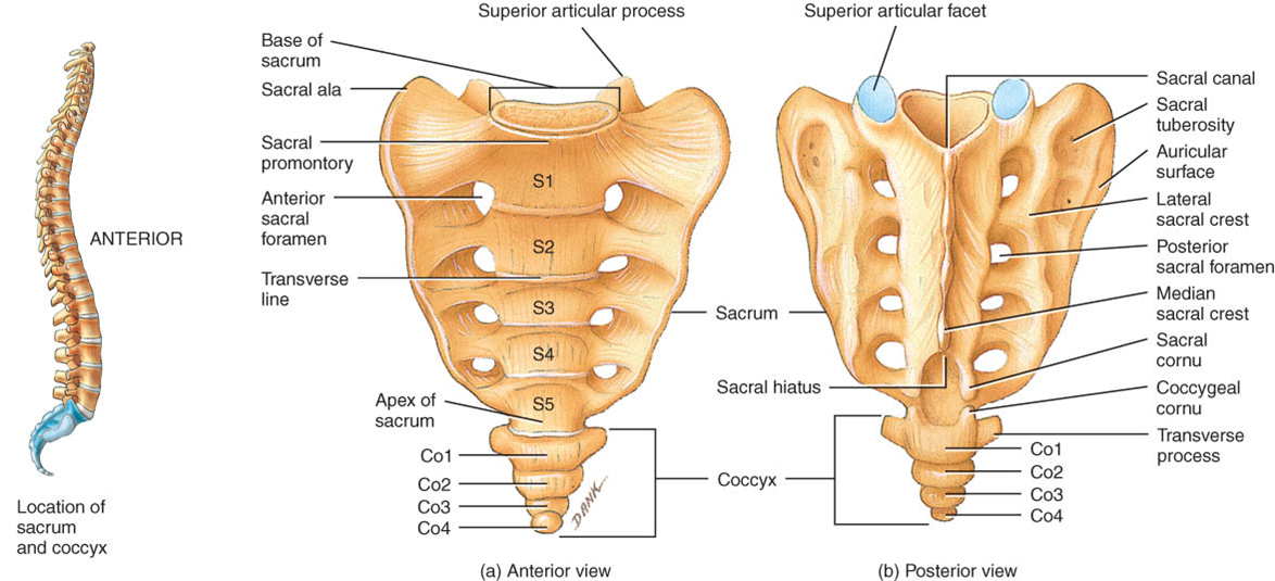 * Fused to form the sacrum
* Dorsal & ventral foramina (opening) where the spinal nerves exit the spinal cord (3)
* Lateral “wings” articulate with the hip bones – sacroiliac joint
* Dorsal spinous processes fused in ruminants