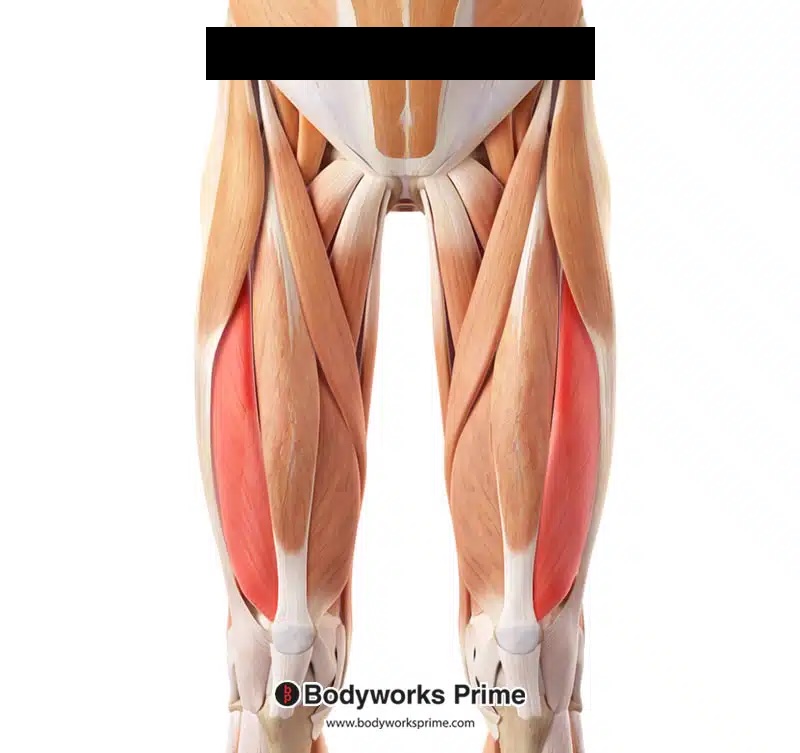 <p>A muscle of the quadriceps that extends the knee.</p>