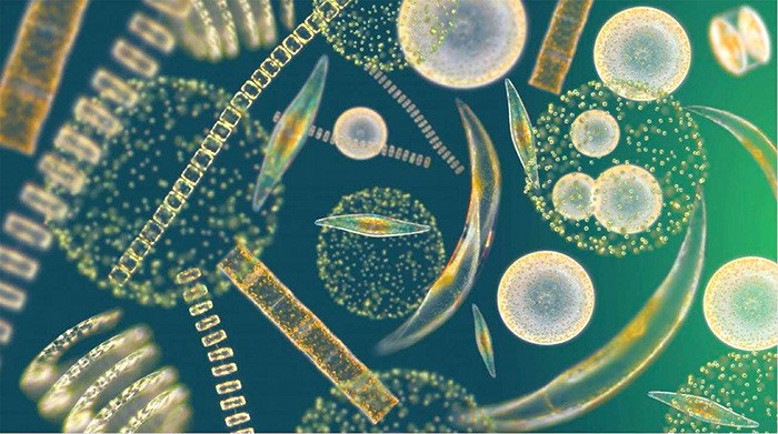 Very tiny marine algae (can only be seen using a microscope,) contain chlorophyll and require sunlight to grow, usually floating on the surface of the ocean