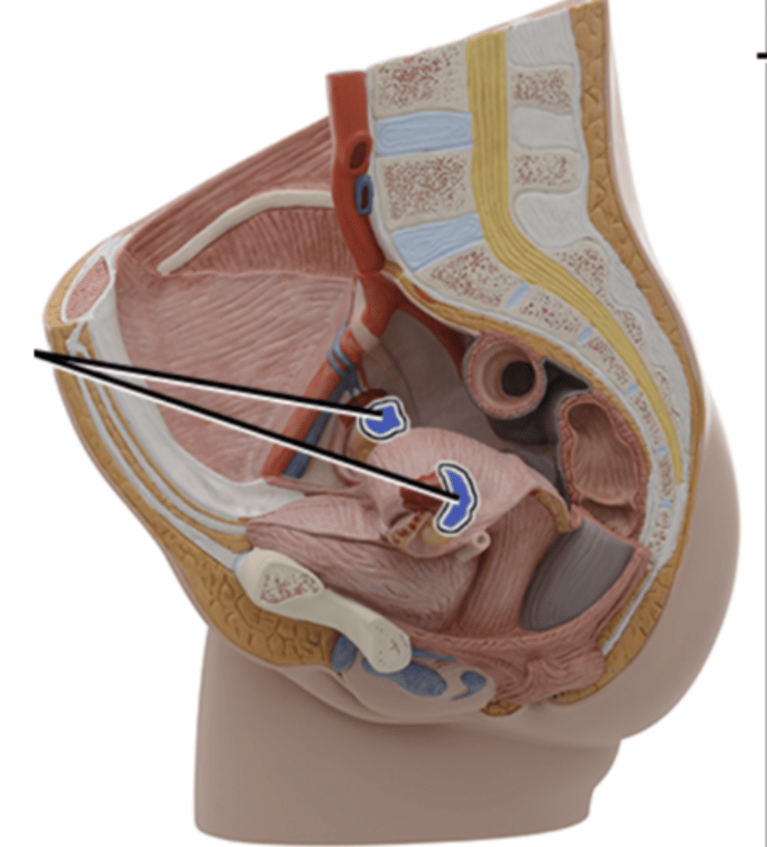 <p>What part of the female reproductive system is this?</p>