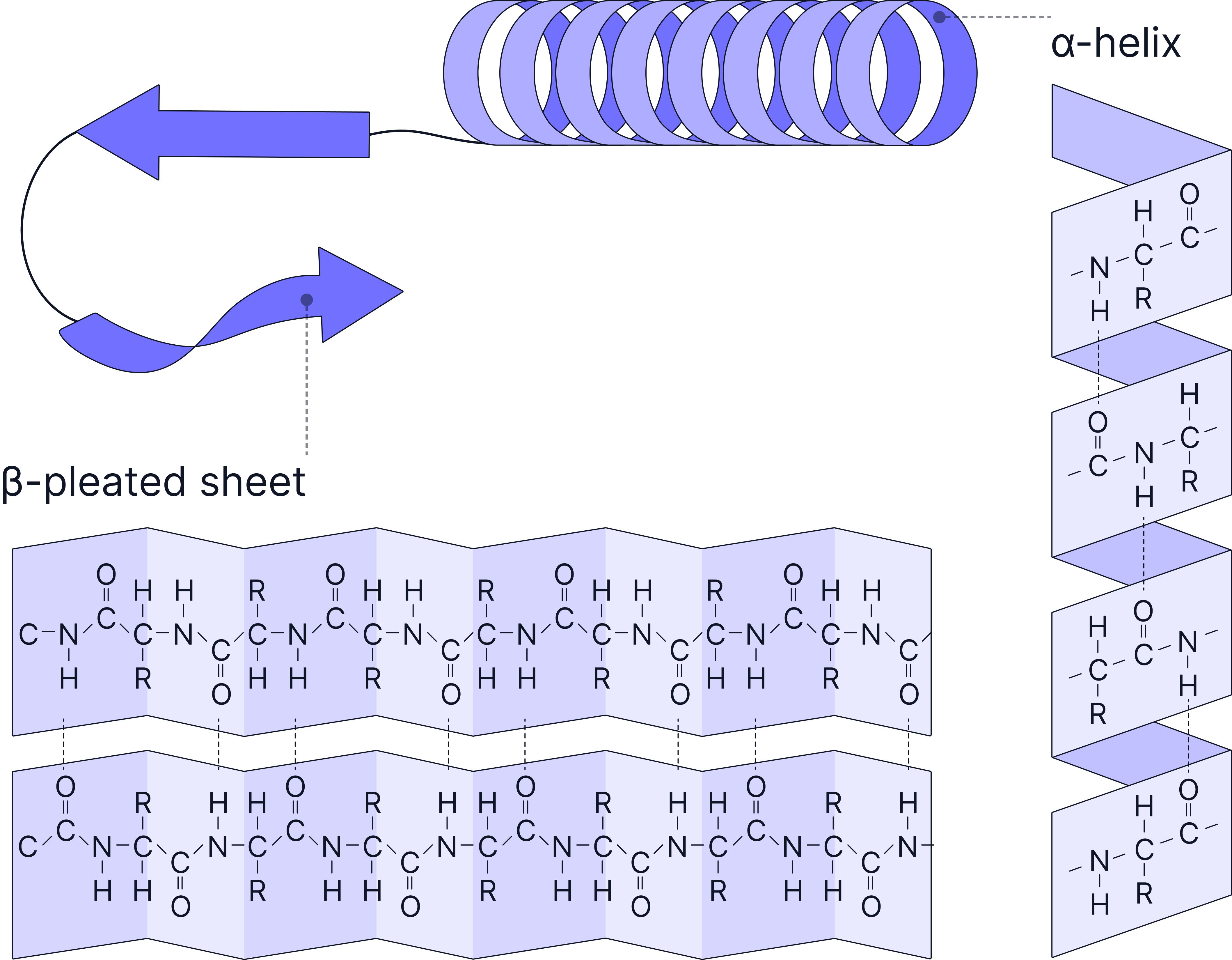 <ul><li><p>Folding or coiling of the polypeptide chain due to hydrogen bonding.</p></li><li><p>Hydrogen bonds form between the C=O and N-H groups within the polypeptide backbone.</p></li><li><p>Common structures include the alpha helix (α-helix) and beta pleated sheet (β-sheet).</p></li></ul><p></p>