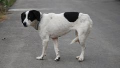 <p>Analyze the tail position of this dog</p>