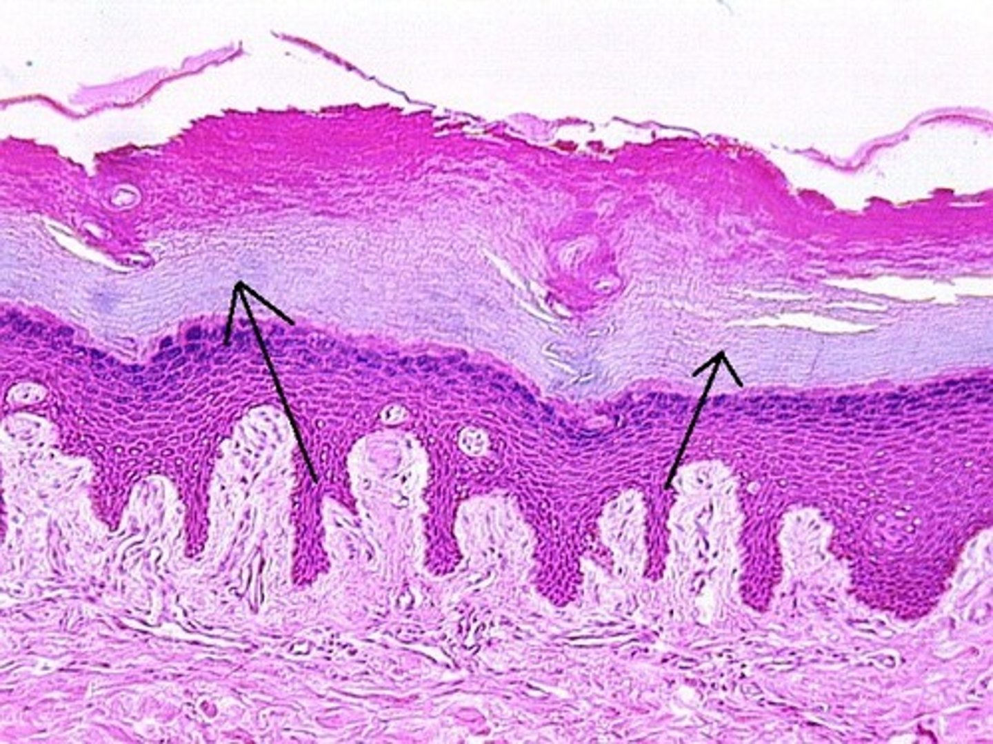 <p>What layer is the arrow pointing to?</p>