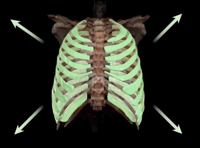 <p>What occurs during contraction?</p>
