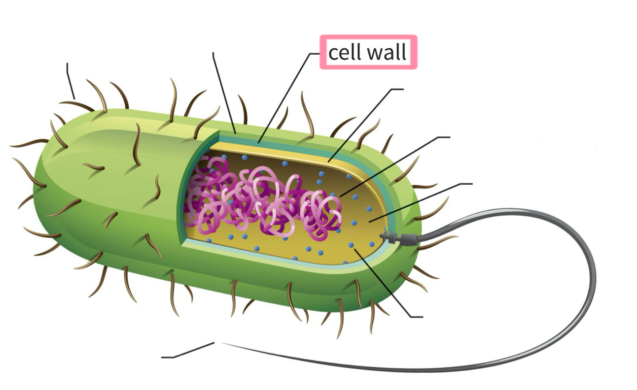 <p>Cell wall</p>