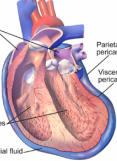 <p>A sub-cavity within the mediastinum (part of the thoracic cavity) that encloses the heart.</p>
